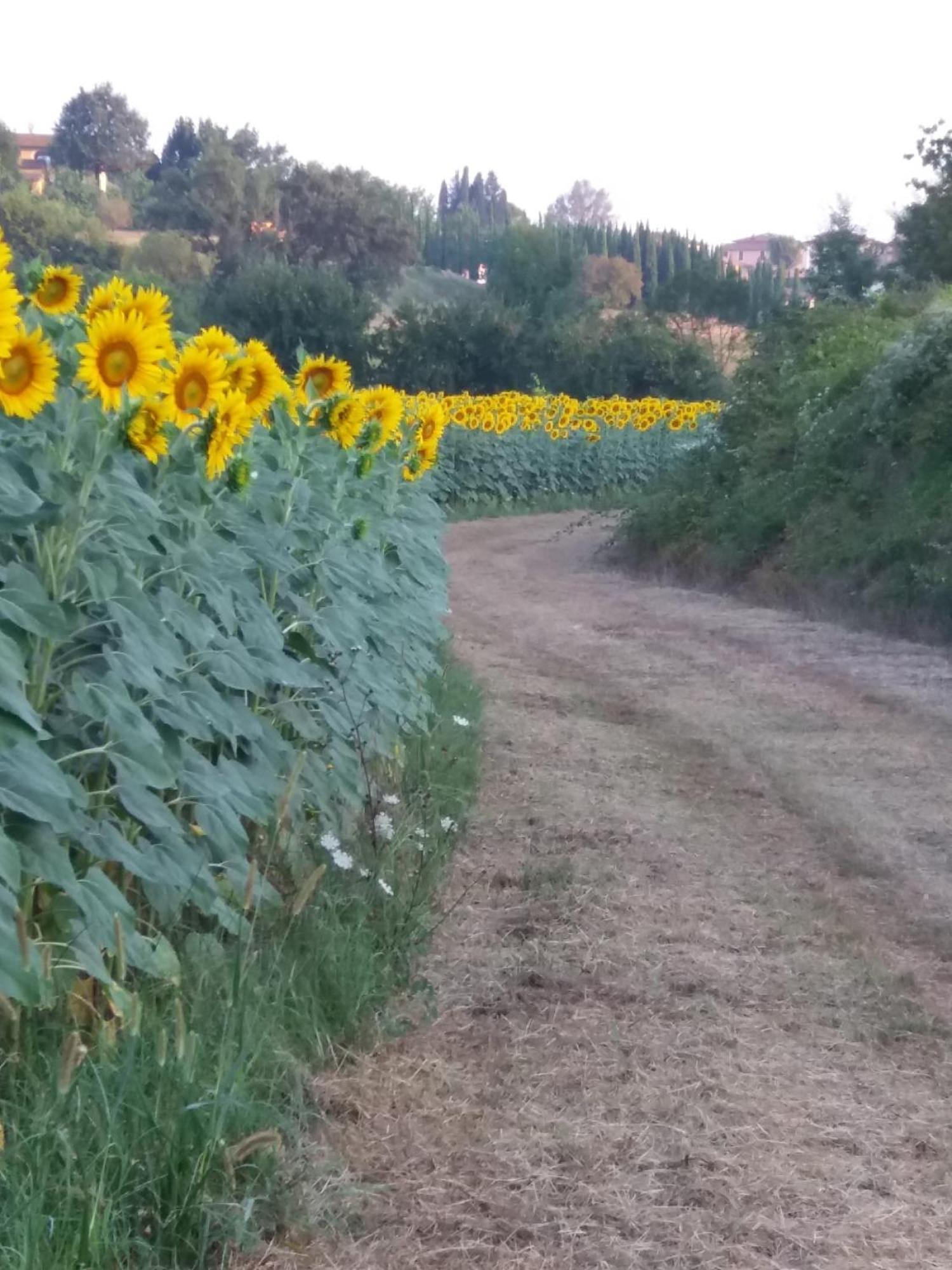 Podere Gian Battaglia Fucecchio Exterior foto