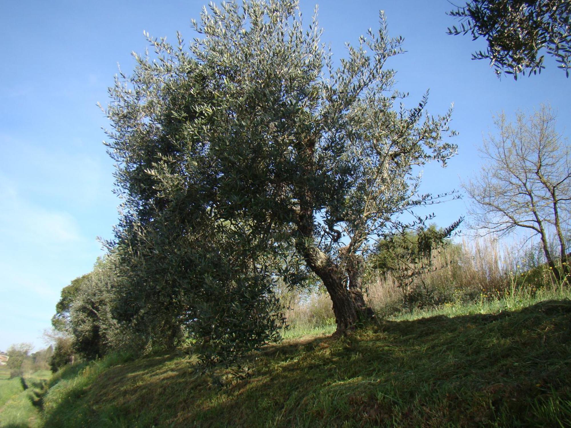 Podere Gian Battaglia Fucecchio Exterior foto